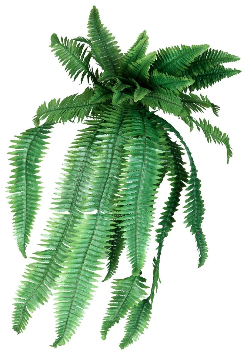 Ghoda Palm Hanging x27